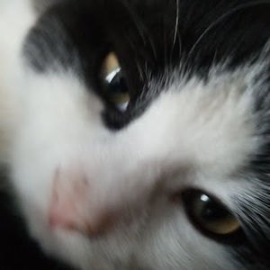 Meet your Posher, Savi